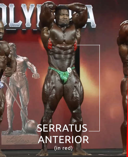 A bodybuilder doing a front pose of his abs and quads during a bodybuilding competition, with his serratus anterior muscles highlighted in red.